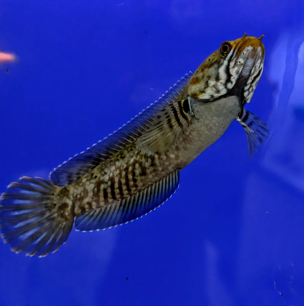 Channa blue bleheri