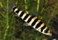 black-banded leporinus