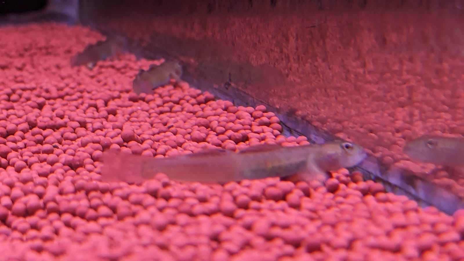Red Papua goby