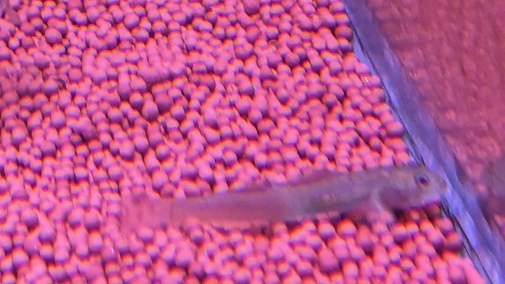 Red Papua goby