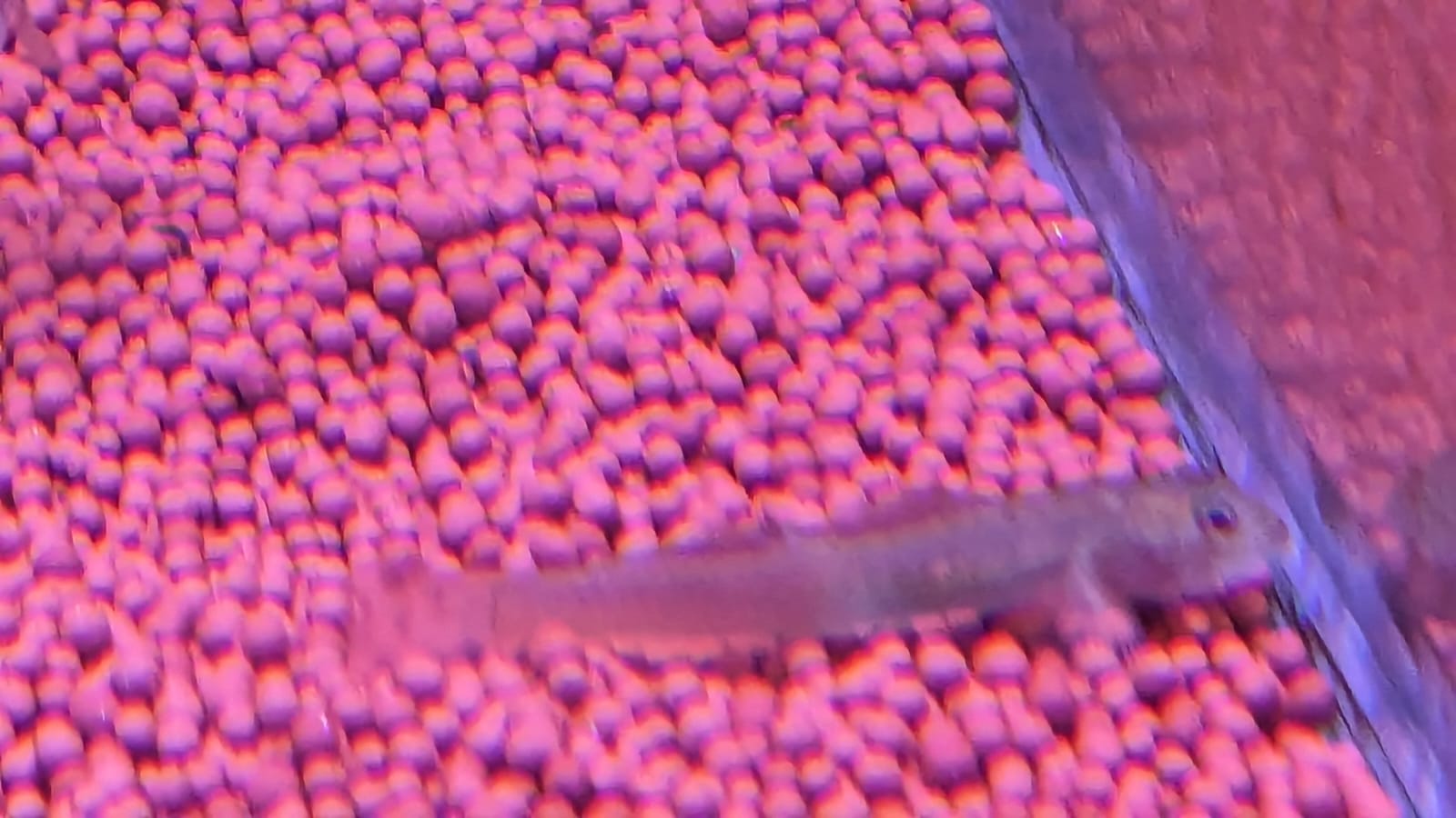 Red Papua goby