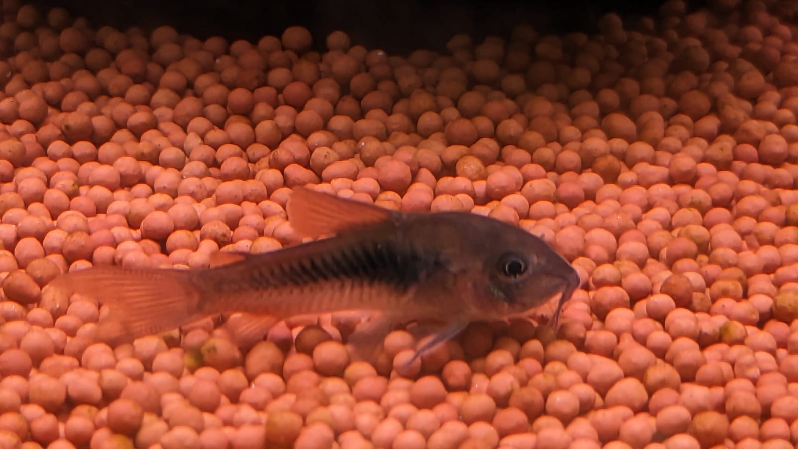 Venezuela cory