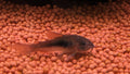 Venezuela cory