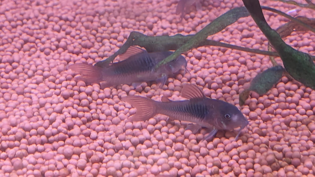 Venezuela cory
