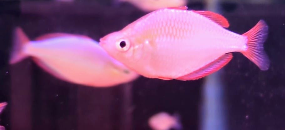 Boesemani
