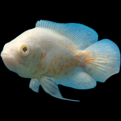 Ab_tigeroscar_mainpic