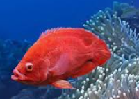 red rose oscar fish