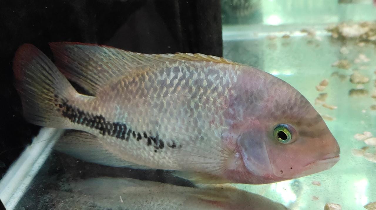 Vieja Synsphilum