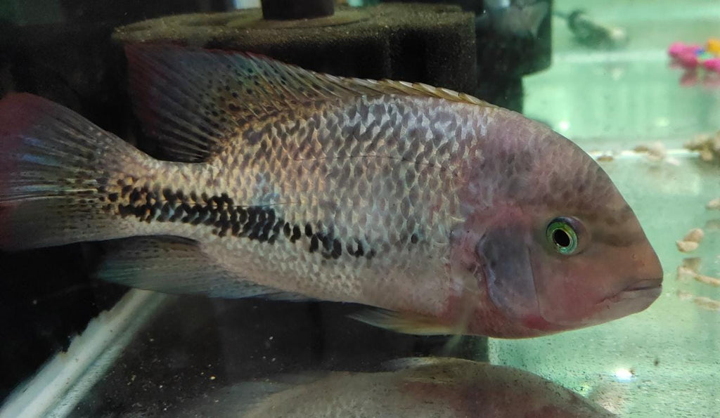 Vieja Synsphilum
