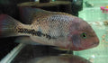 Vieja Synsphilum