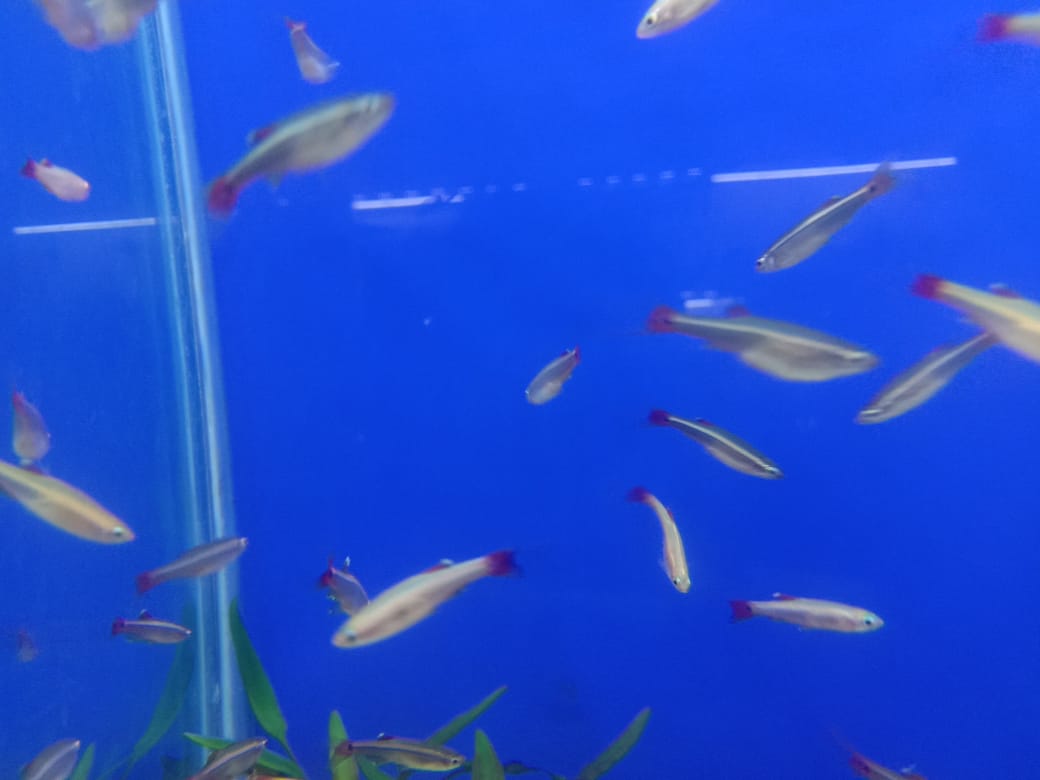 Golden Mountain minnow 1