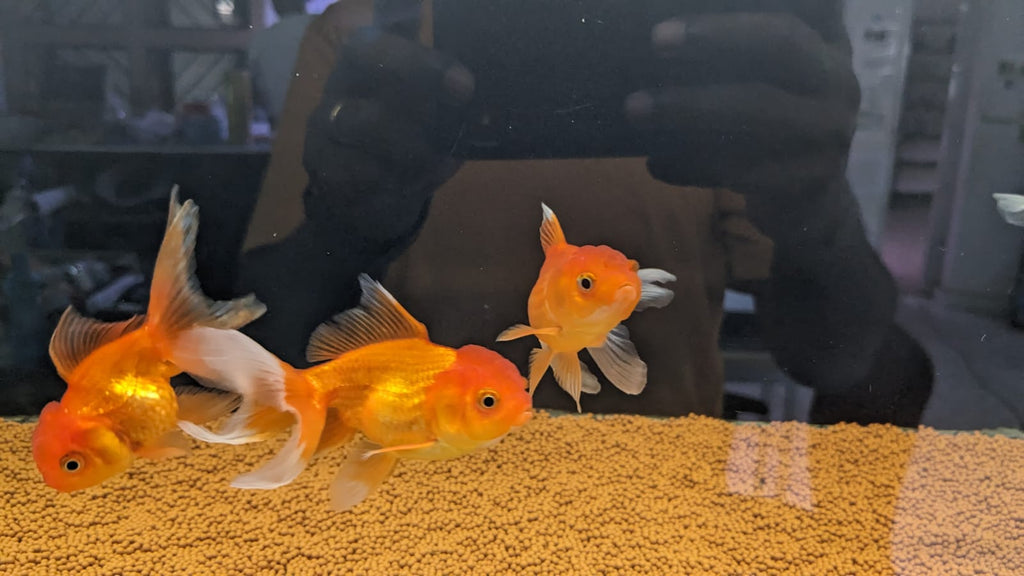 Oranda Gold Fish