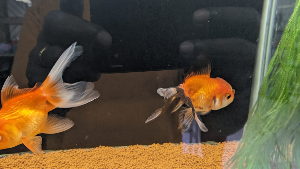 Oranda Gold Fish