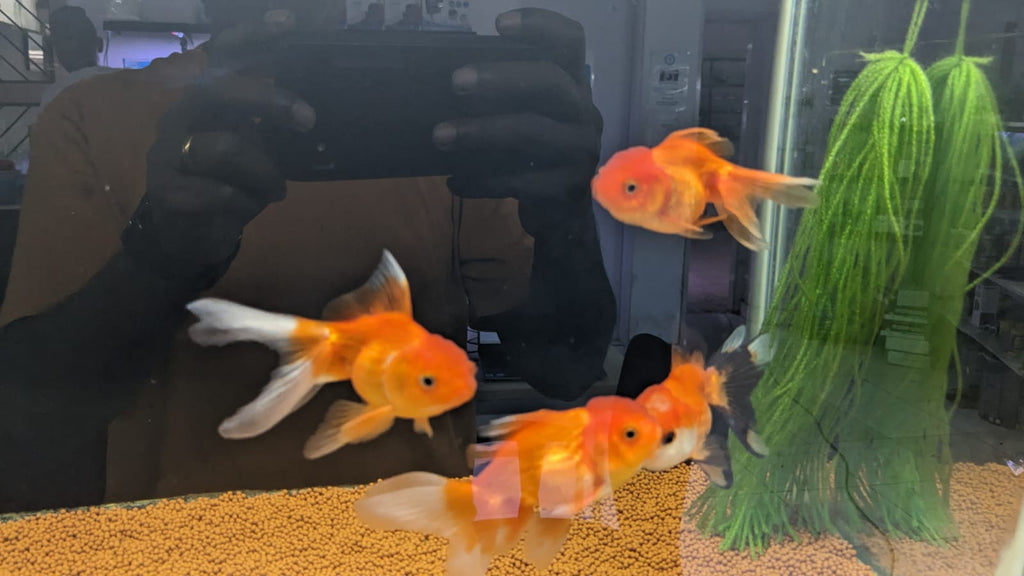 Oranda Gold Fish