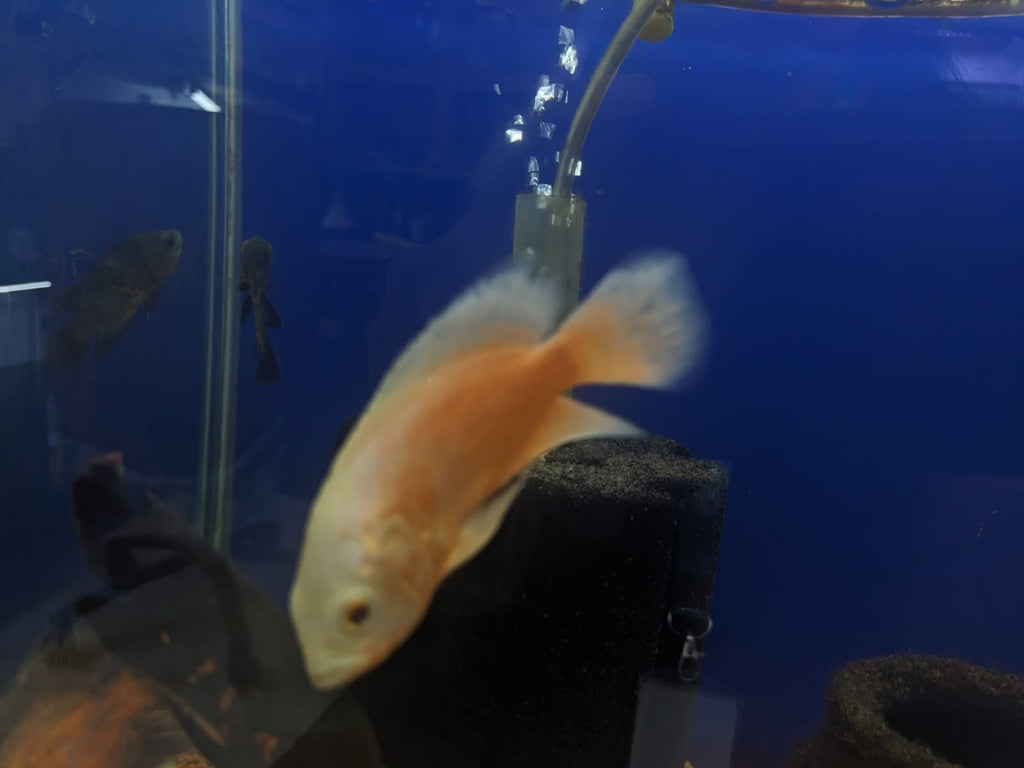 Albino copper