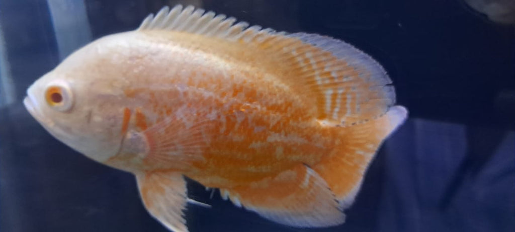 Albino copper oscar