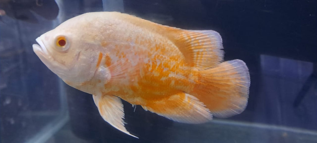 Albino copper oscar