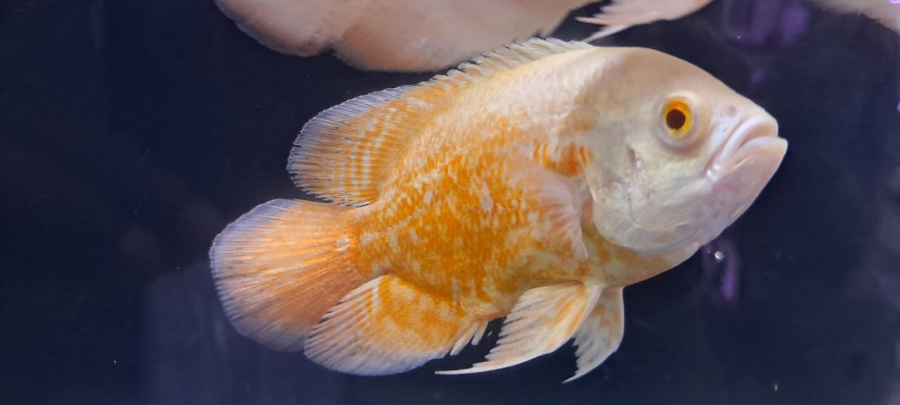 Albino copper oscar