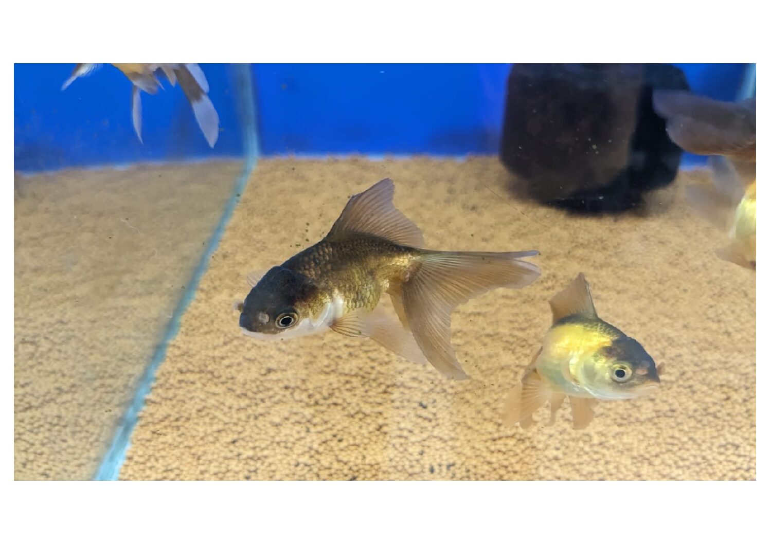 Black-Oranda-Gold-Fish-1
