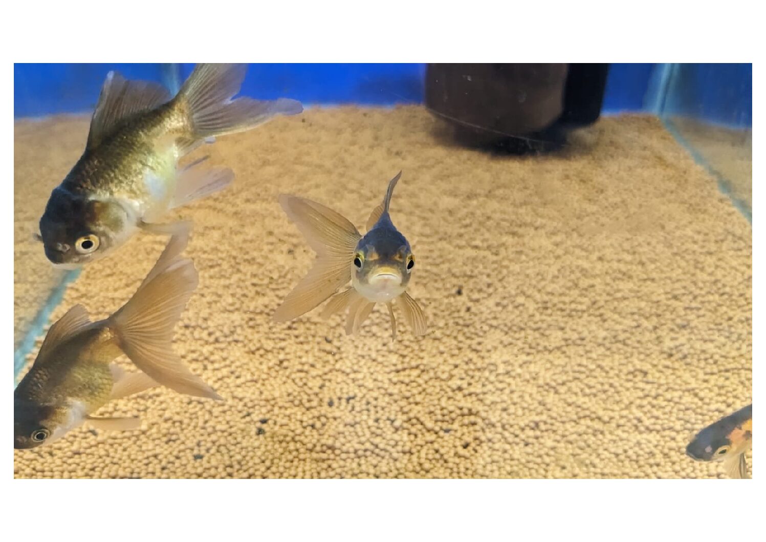 Black-Oranda-Gold-Fish-3