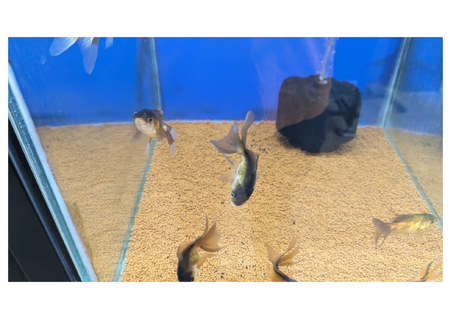 Black-Oranda-Gold-Fish-4