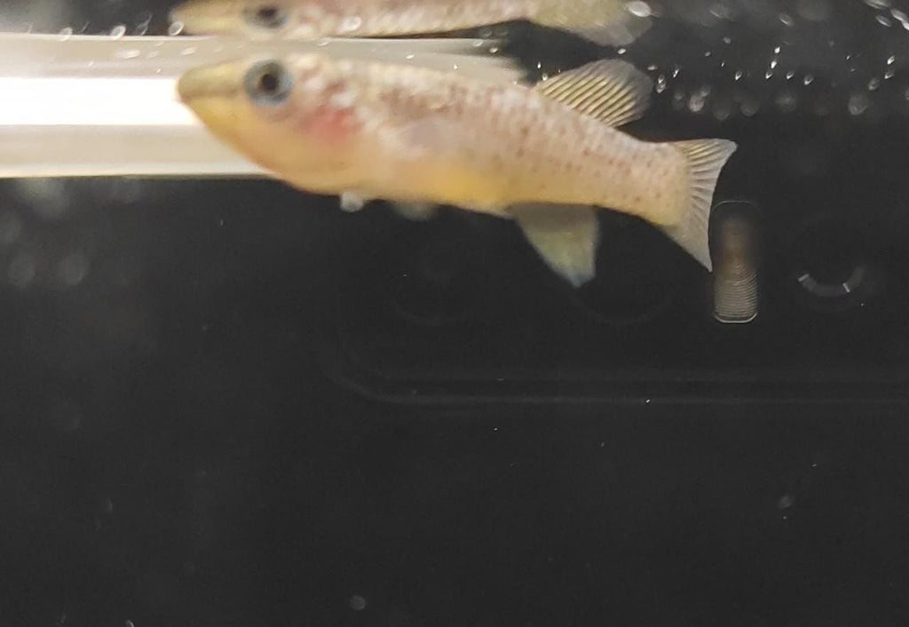 Neon Pachax