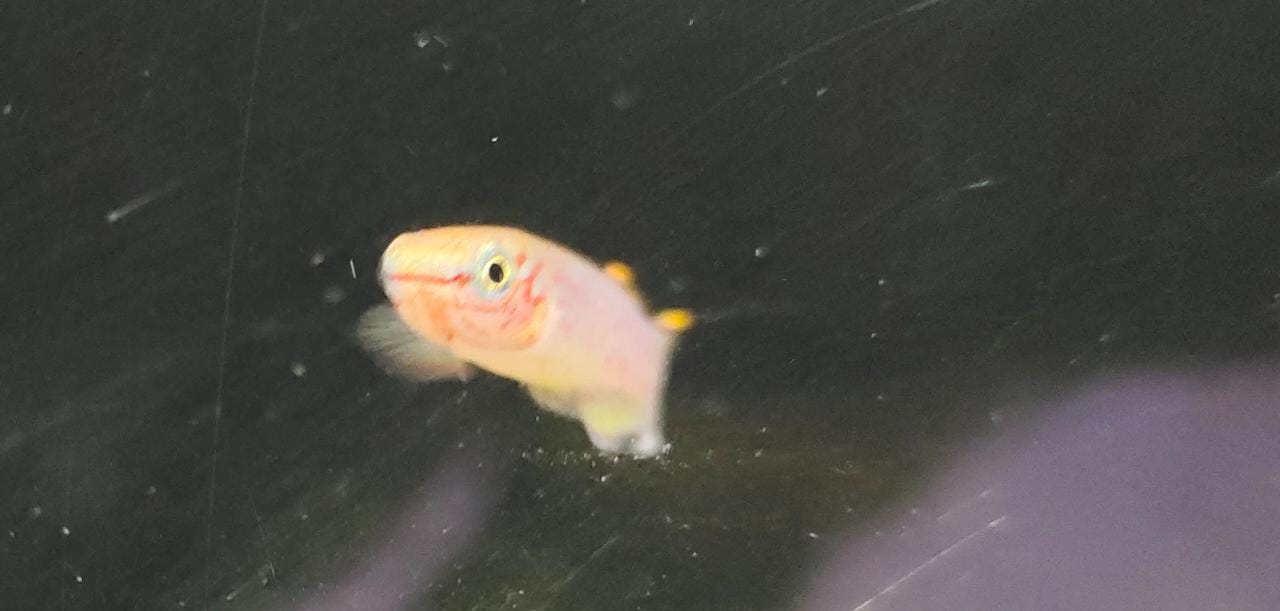 Neon Pachax