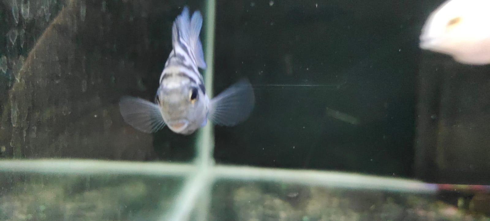 Albino Polar Parrot – Splashy Fin Aquarium Bengaluru Albino Polar Parrot – Splashy Fin Aquarium Bengaluru