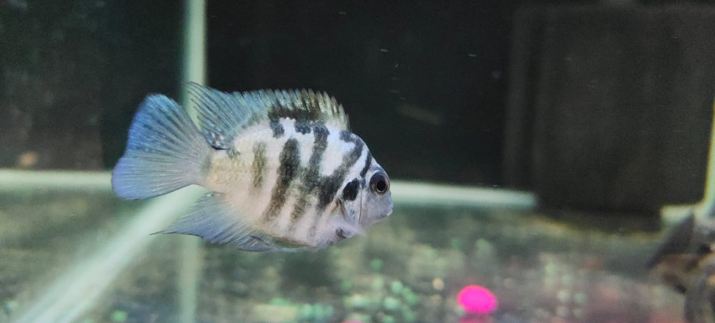 albino polar parrot fish Albino Polar Parrot – Splashy Fin Aquarium Bengaluru