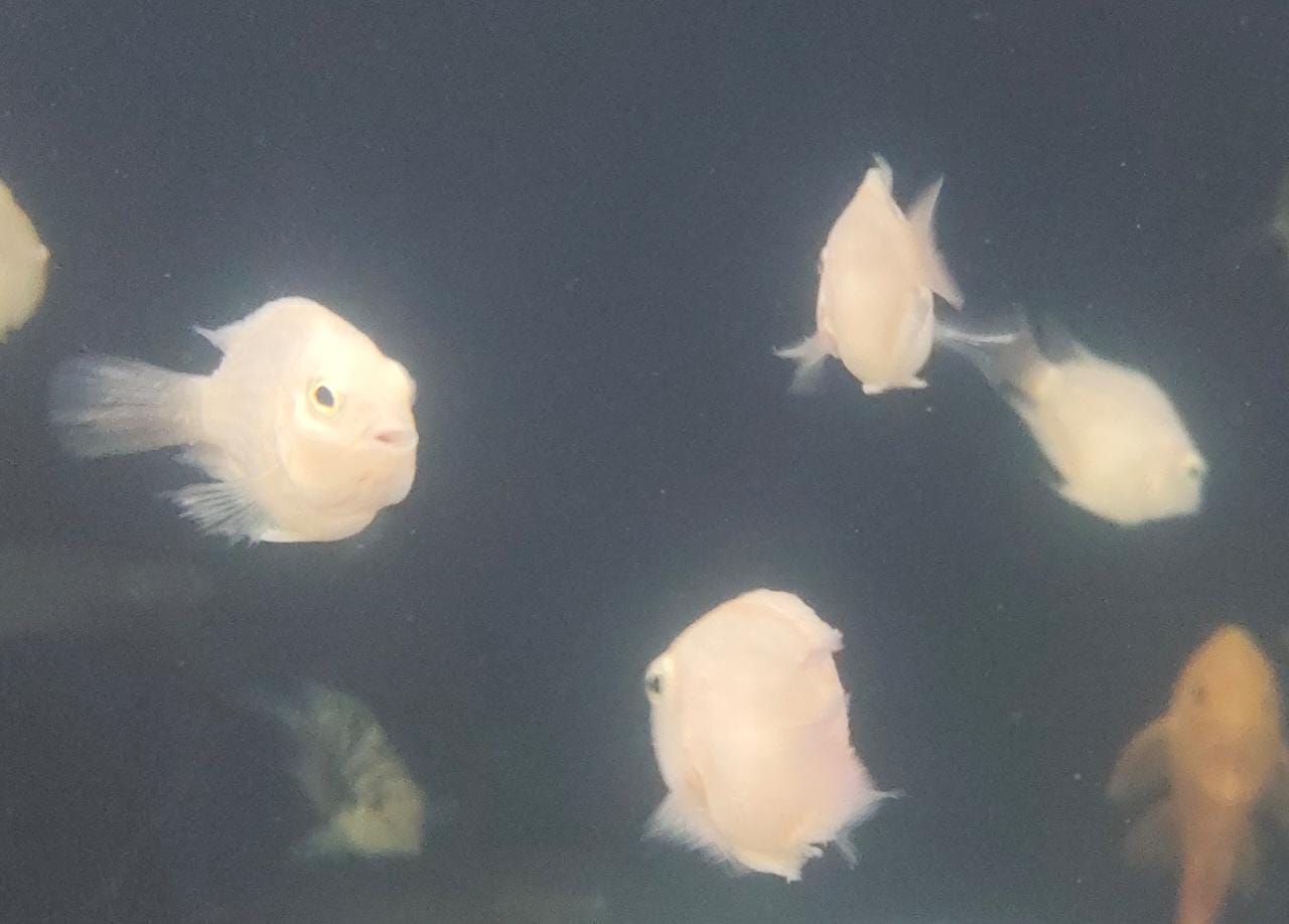 Platinum Polar Parrot