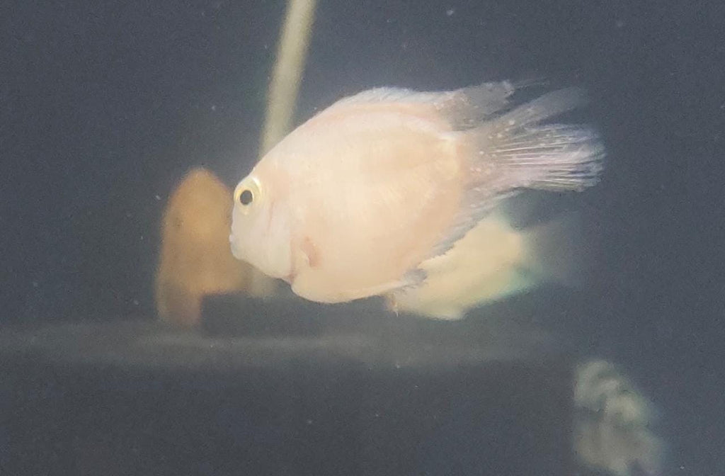 Platinum Polar Parrot – Splashy Fin Aquarium Bengaluru Platinum Polar Parrot – Splashy Fin Aquarium Bengaluru