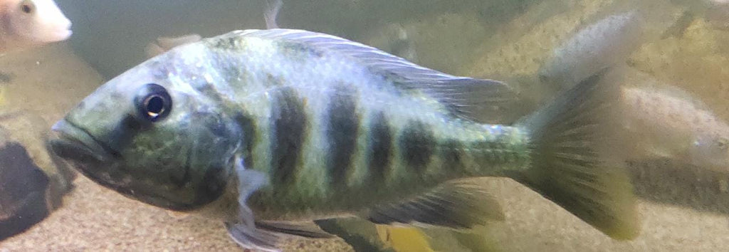 Livingstoni1