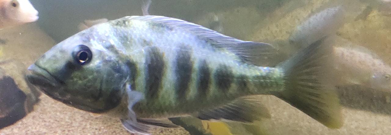 Livingstoni1