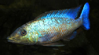 Rostratus cichlid