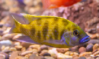 Venustus Cichlid