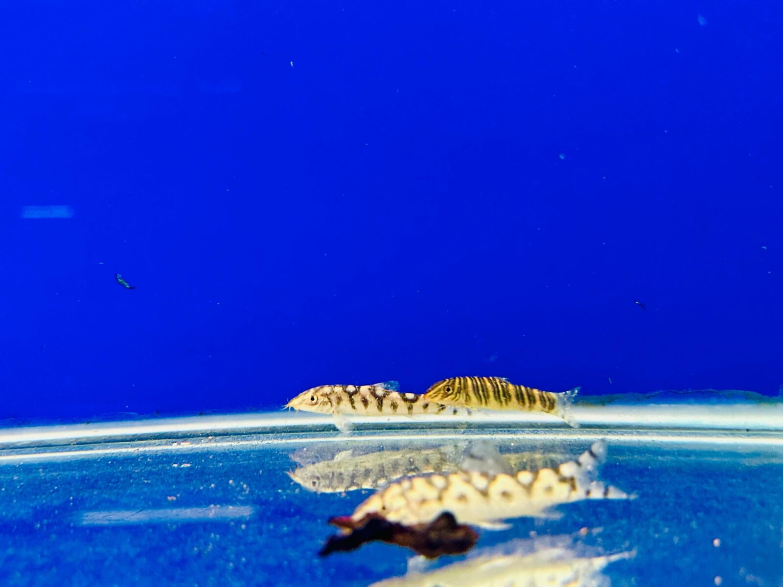tiger loach