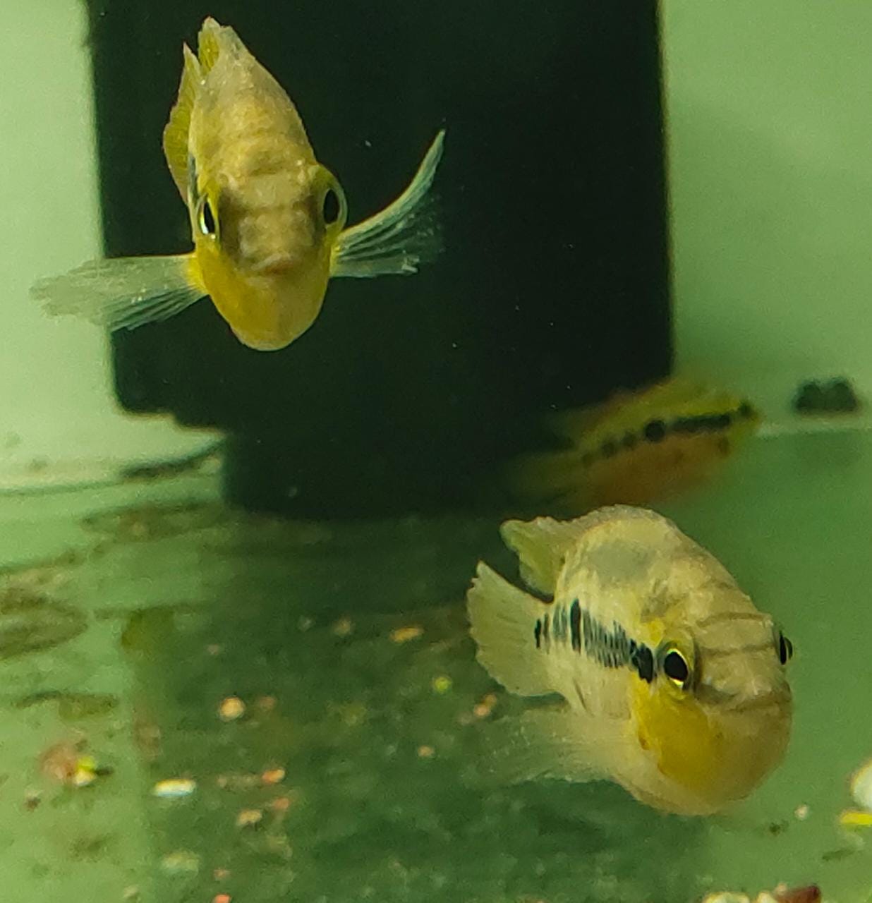 Salvini cichlid