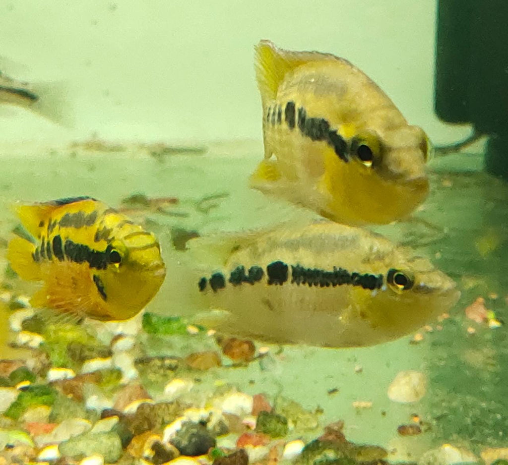 Salvini cichlid