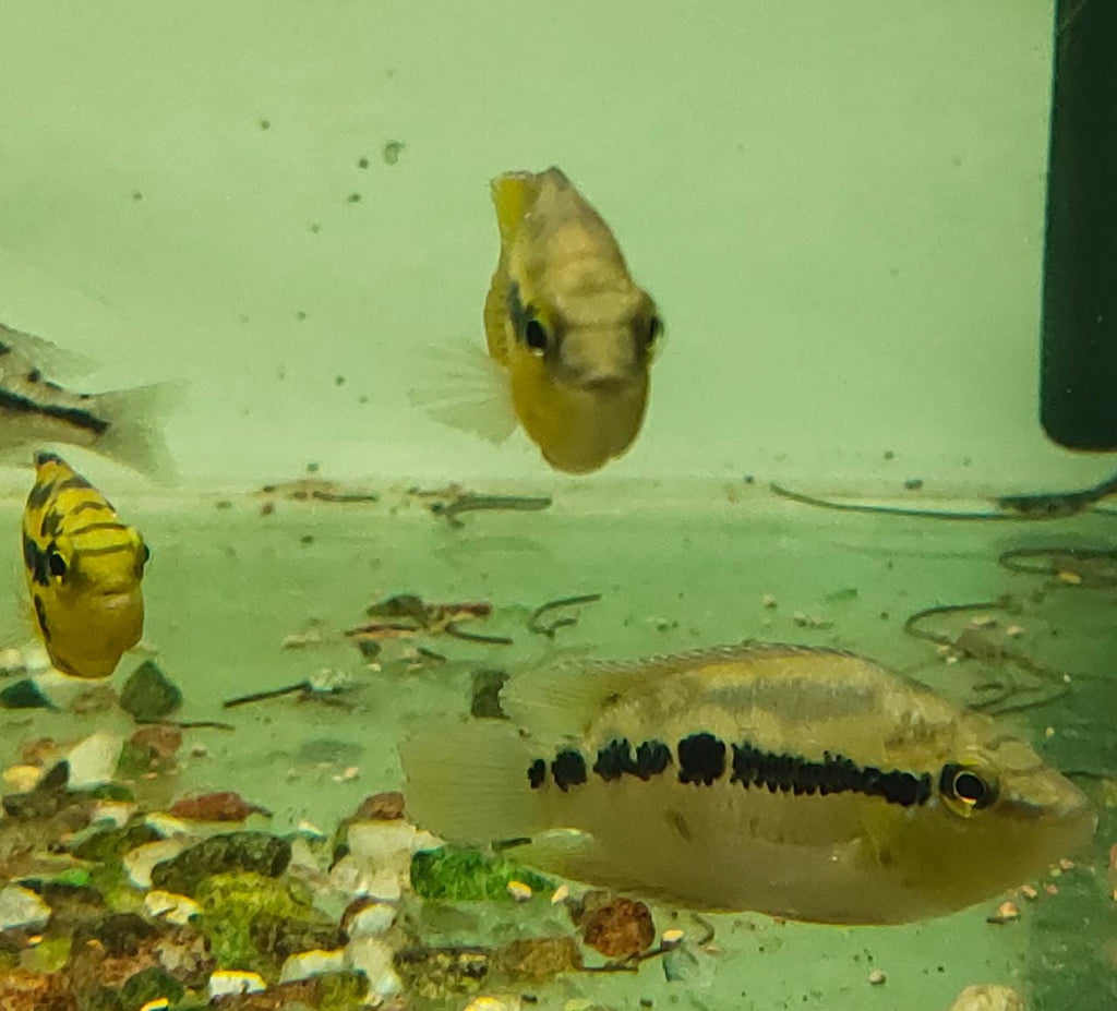 Salvini cichlid
