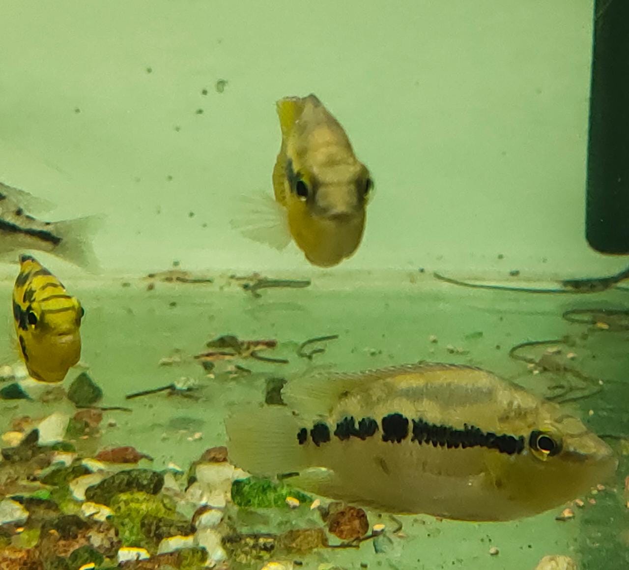 Salvini cichlid