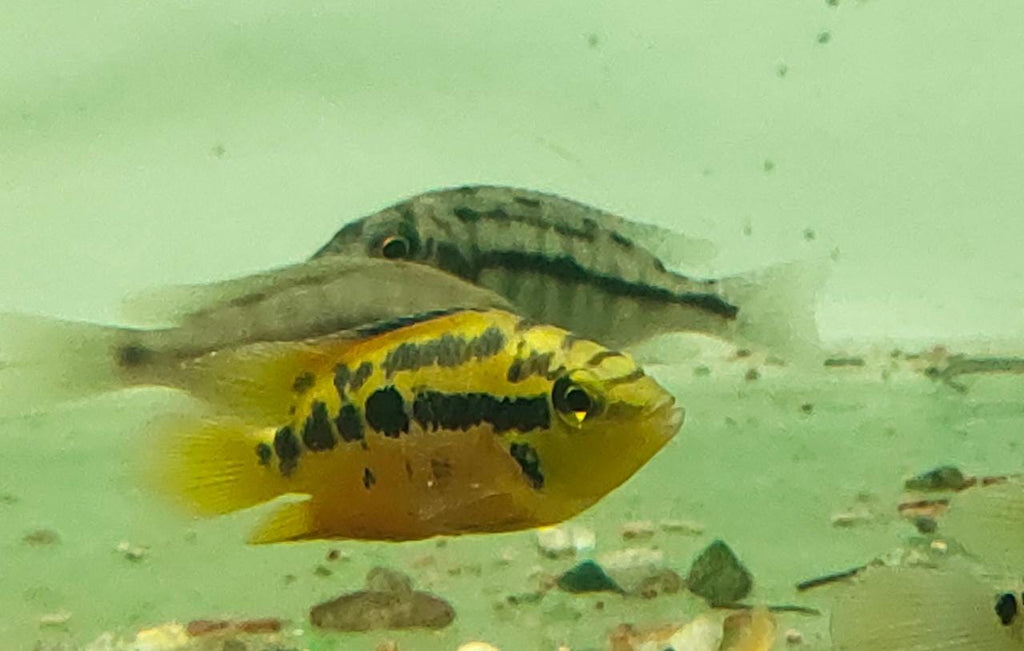 Salvini cichlid