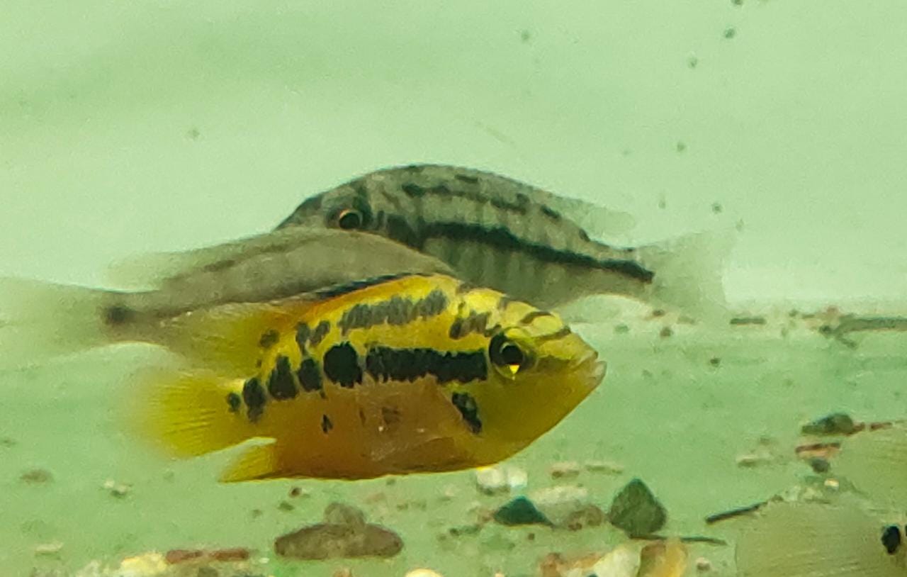 Salvini cichlid