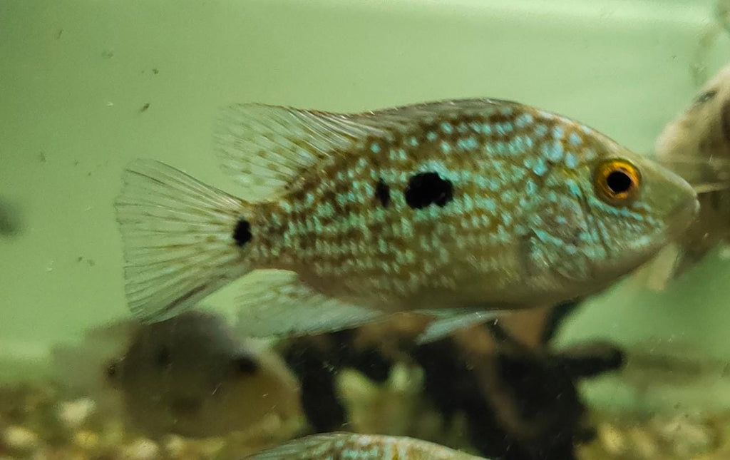Texas cichlid