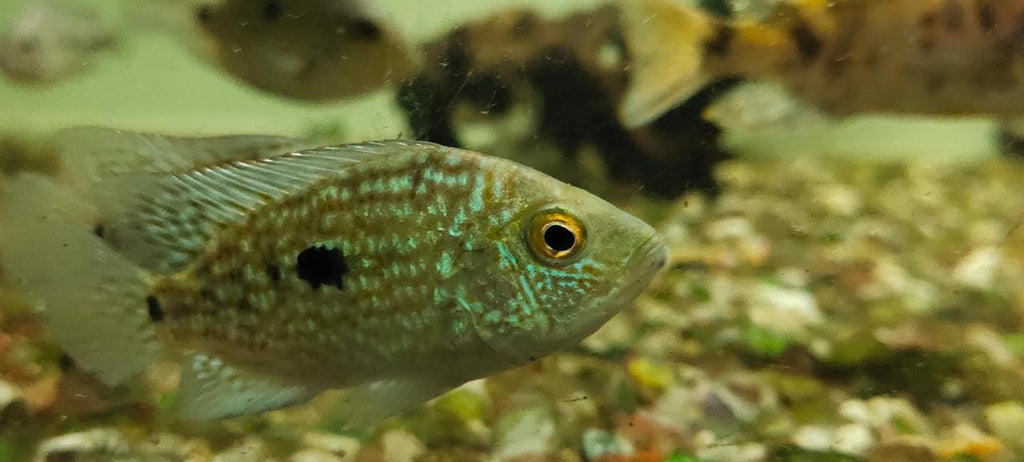 Texas cichlid