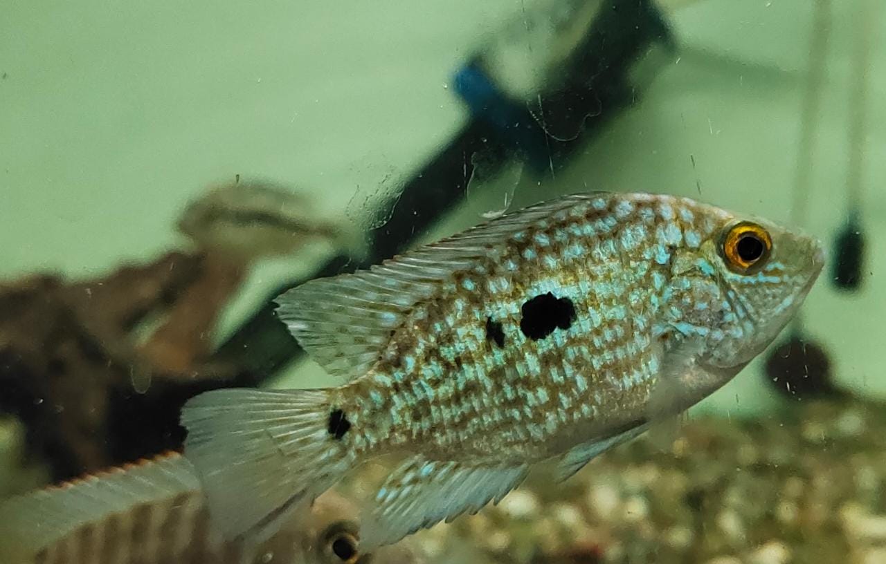 Texas cichlid