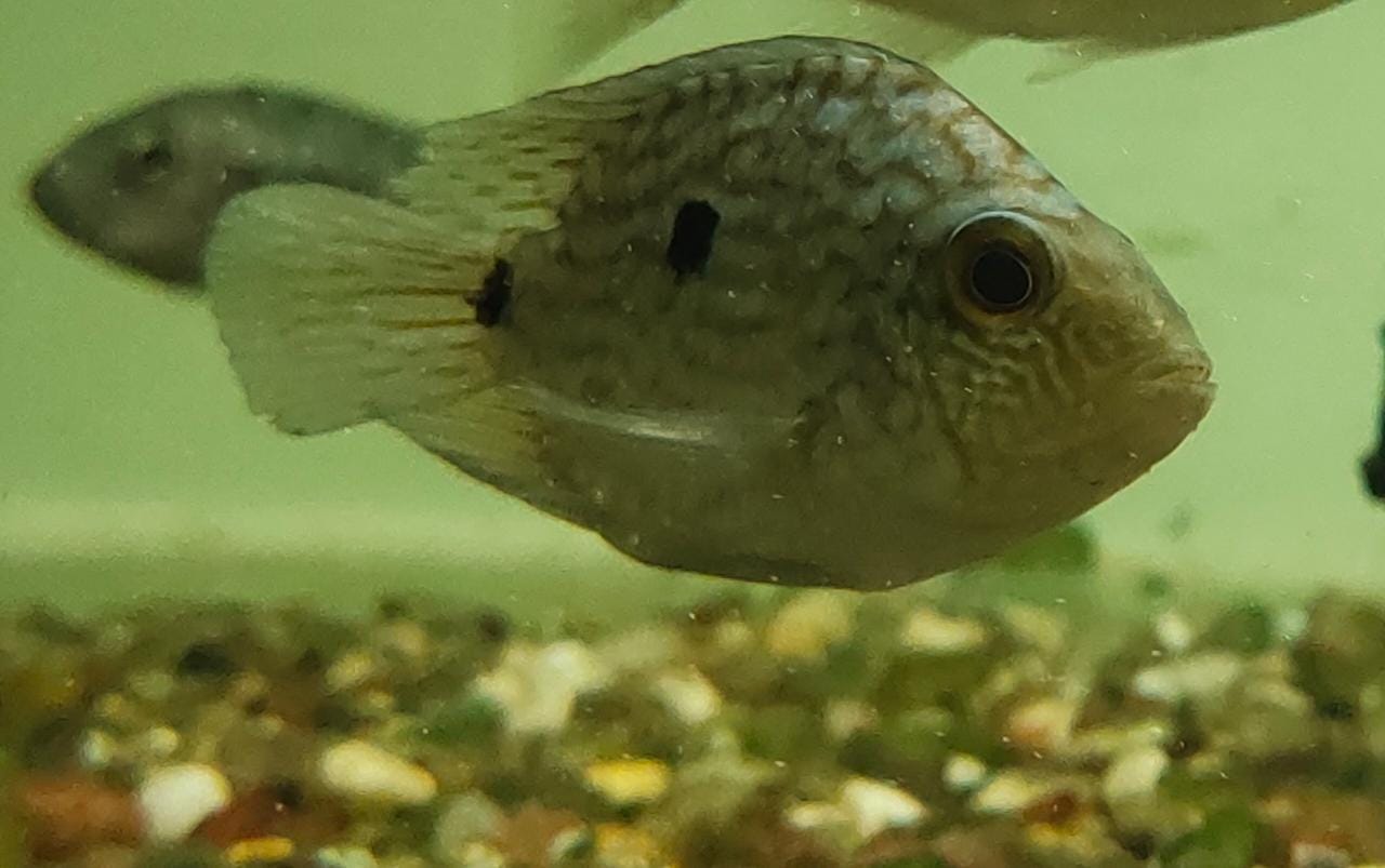 Texas cichlid