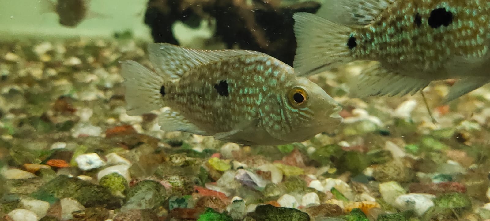 Texas cichlid