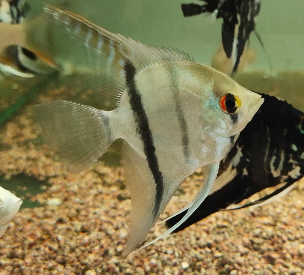 Angel fish
