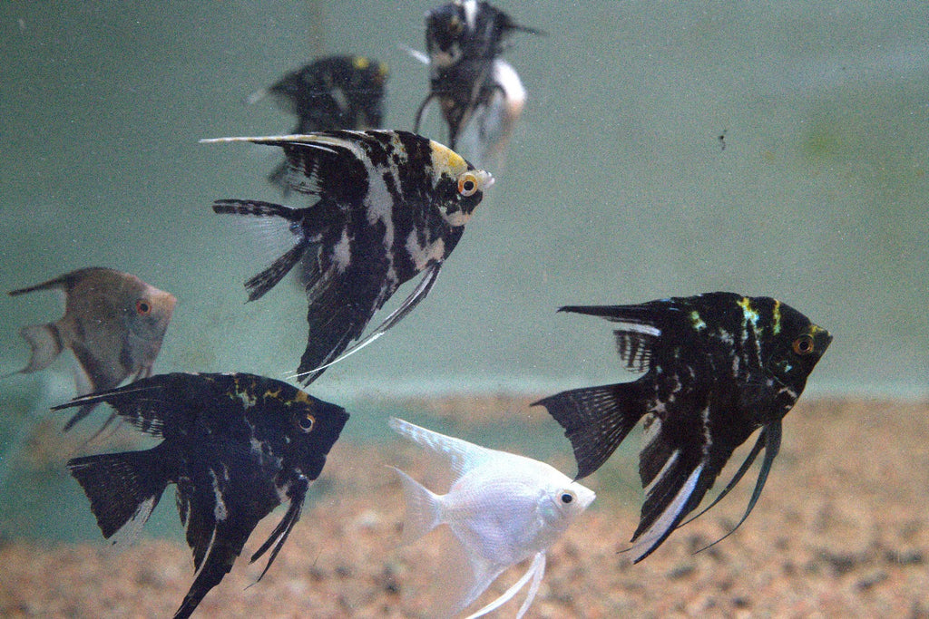Assorted Angelfish