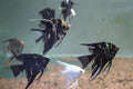 Assorted Angelfish